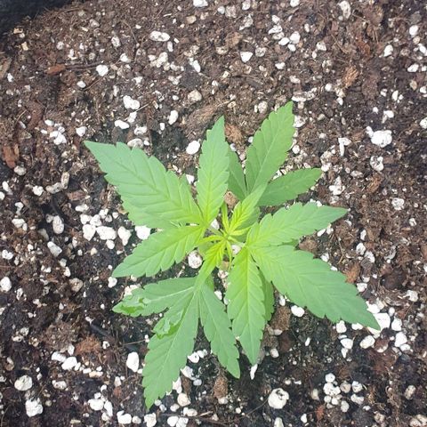 Blackberry Gum Auto growlog timeline photo