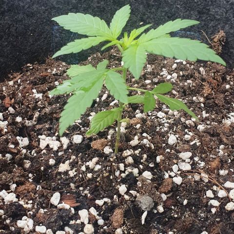 Blackberry Gum Auto growlog timeline photo