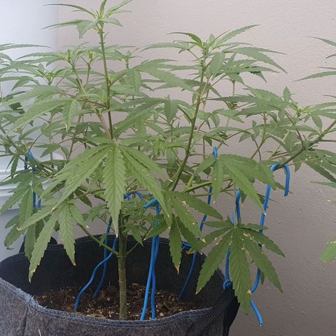 Jaks Hg growlog timeline photo