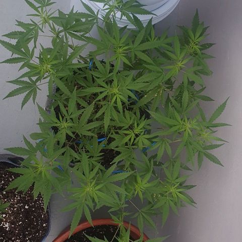 Jaks Hg growlog timeline photo