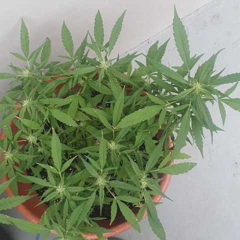 Granny OG growlog timeline photo