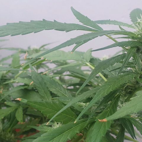 Granny OG growlog timeline photo
