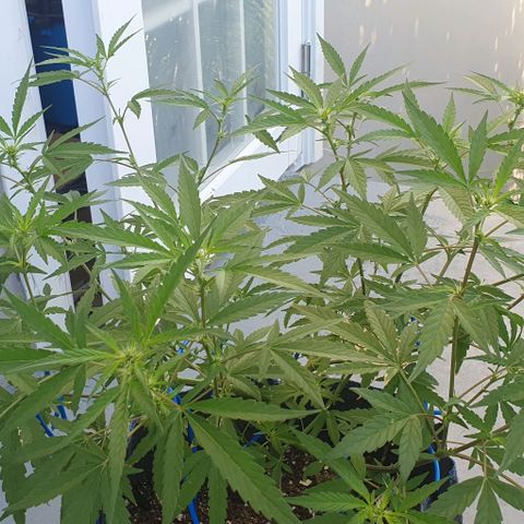 Jaks Hg growlog timeline photo
