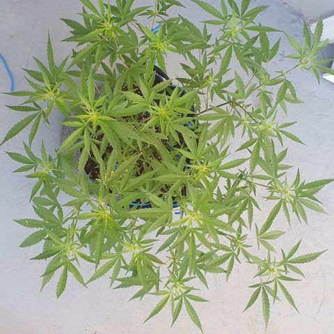 Jaks Hg growlog timeline photo