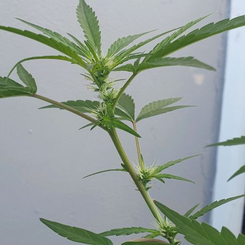 Jaks Hg growlog timeline photo