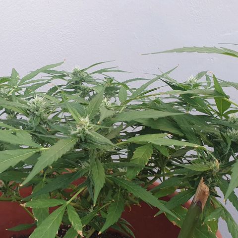 Granny OG growlog timeline photo