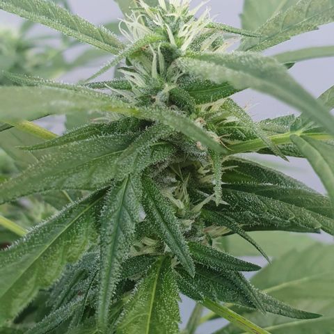 Granny OG growlog timeline photo