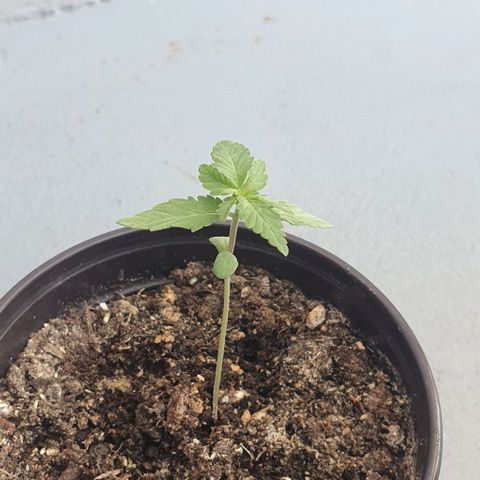 Black Sugar (Seedsman) growlog timeline photo