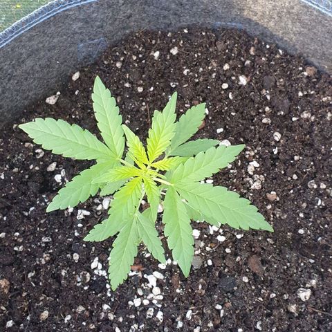 Blackberry Gum Auto growlog timeline photo