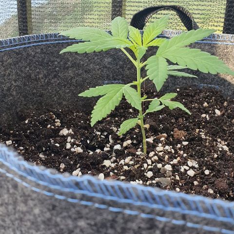 Blackberry Gum Auto growlog timeline photo