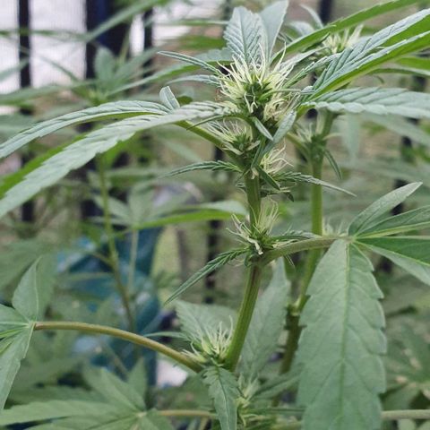 Jaks Hg growlog timeline photo