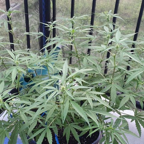 Jaks Hg growlog timeline photo