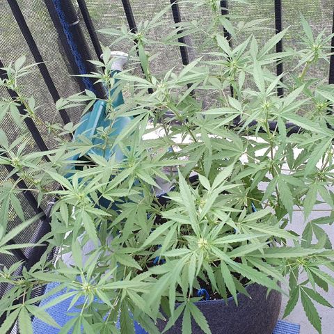 Jaks Hg growlog timeline photo