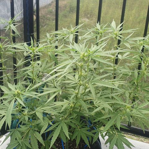 Jaks Hg growlog timeline photo