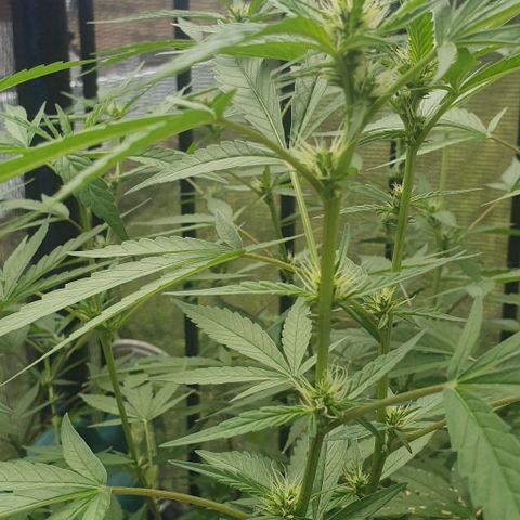 Jaks Hg growlog timeline photo