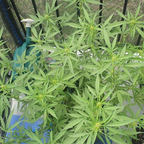 Jaks Hg growlog timeline photo