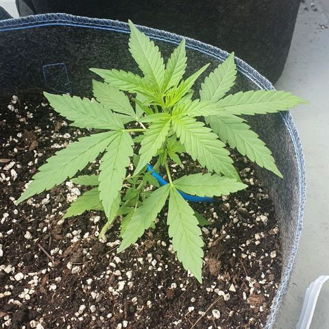 Blackberry Gum Auto growlog timeline photo