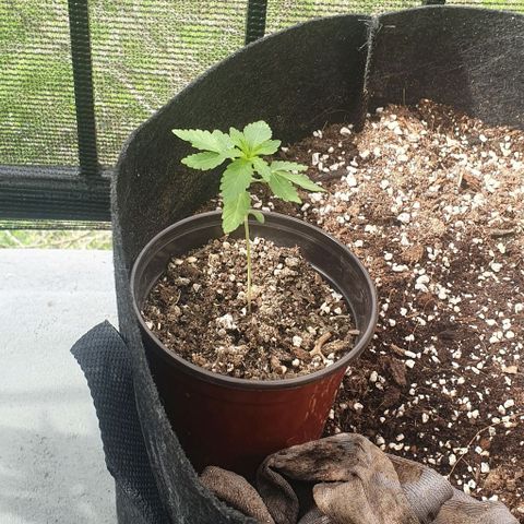Black Sugar (Seedsman) growlog timeline photo