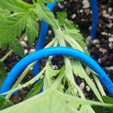 Blackberry Gum Auto growlog timeline photo