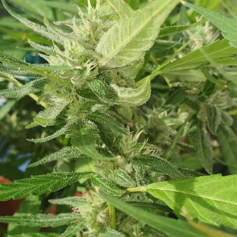 Granny OG growlog timeline photo