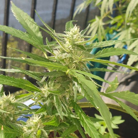 Granny OG growlog timeline photo
