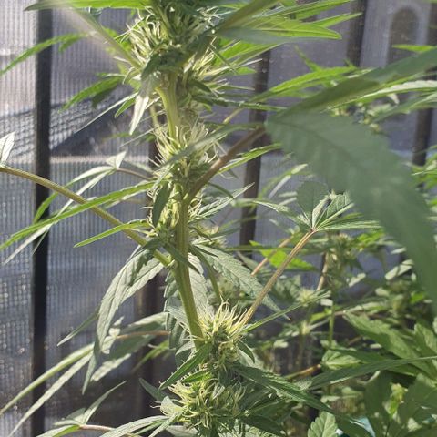 Jaks Hg growlog timeline photo