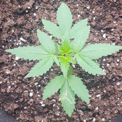 Black Sugar (Seedsman) growlog timeline photo