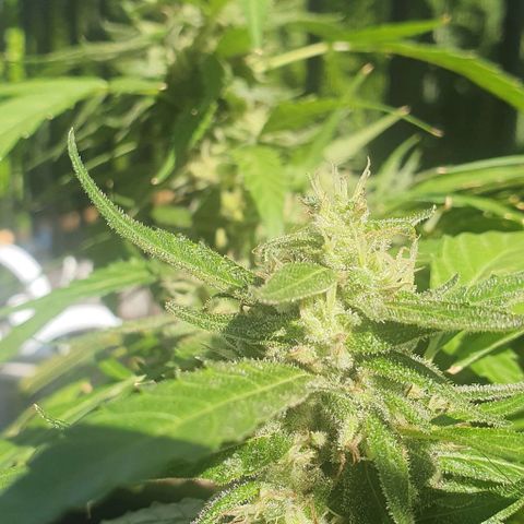 Granny OG growlog timeline photo