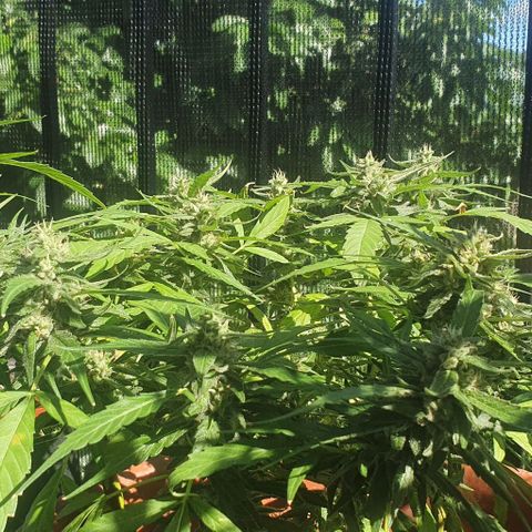 Granny OG growlog timeline photo