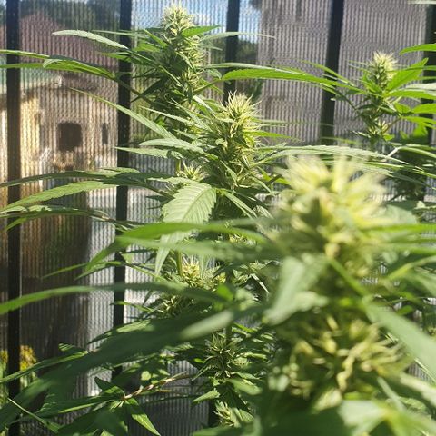Jaks Hg growlog timeline photo