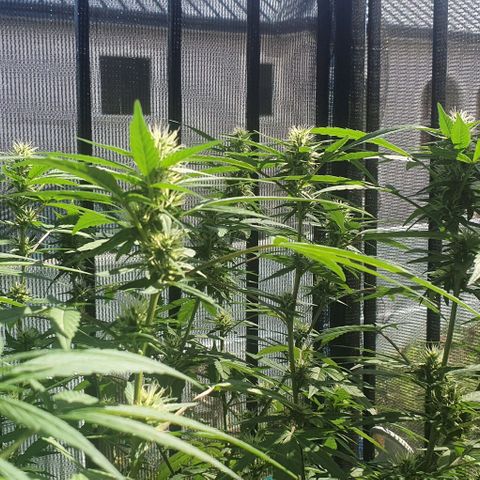 Jaks Hg growlog timeline photo