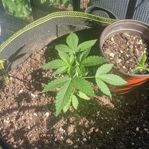 Black Sugar (Seedsman) growlog timeline photo