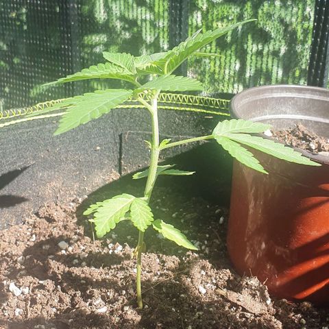 Black Sugar (Seedsman) growlog timeline photo