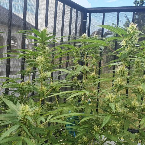 Jaks Hg growlog timeline photo