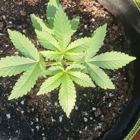 Black Sugar (Seedsman) growlog timeline photo