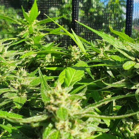 Granny OG growlog timeline photo