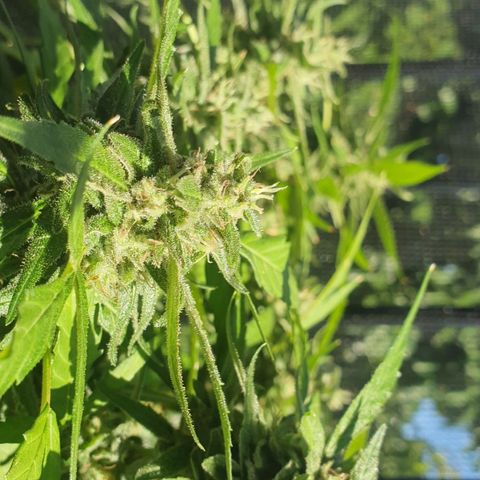 Granny OG growlog timeline photo