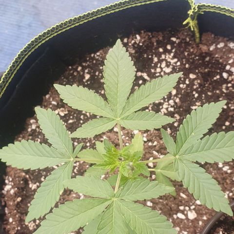 Black Sugar (Seedsman) growlog timeline photo