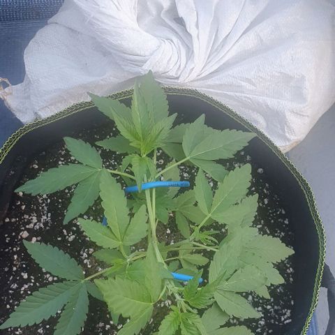 Black Sugar (Seedsman) growlog timeline photo