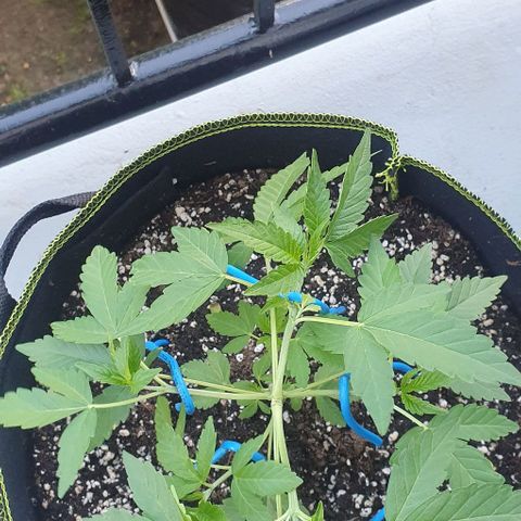 Black Sugar (Seedsman) growlog timeline photo