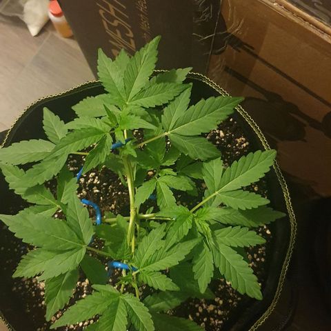 Black Sugar (Seedsman) growlog timeline photo