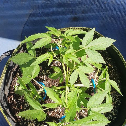 Black Sugar (Seedsman) growlog timeline photo