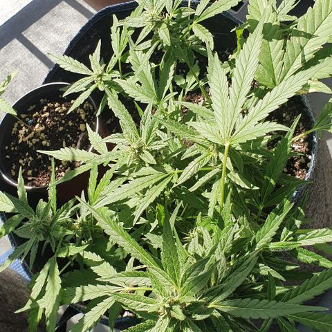 Blackberry Gum Auto growlog timeline photo