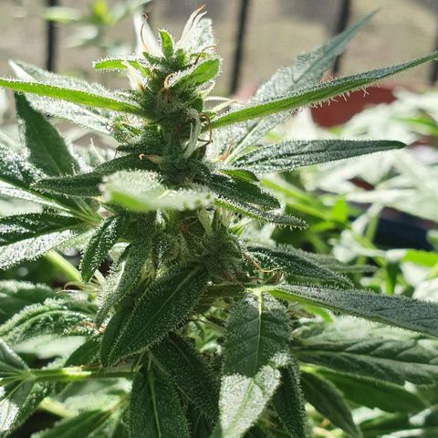 Blackberry Gum Auto growlog timeline photo