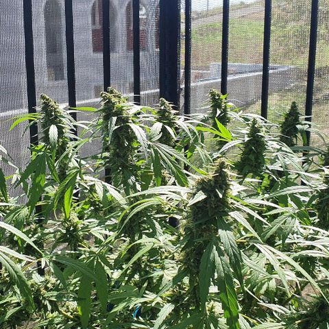 Jaks Hg growlog timeline photo