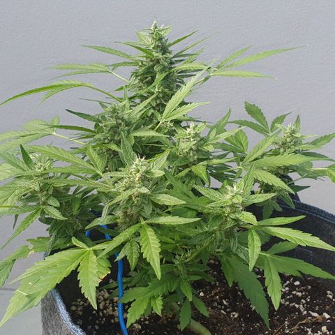 Blackberry Gum Auto growlog timeline photo