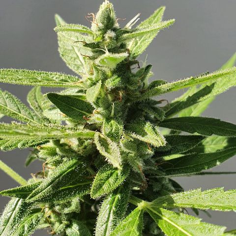Blackberry Gum Auto growlog timeline photo