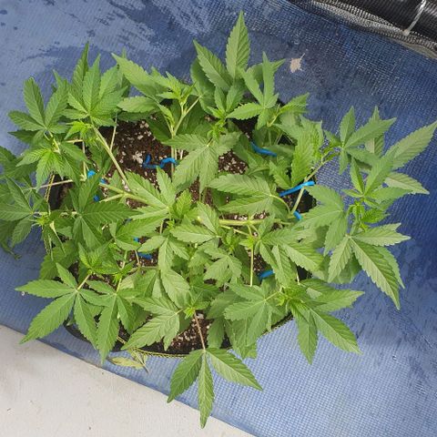 Black Sugar (Seedsman) growlog timeline photo