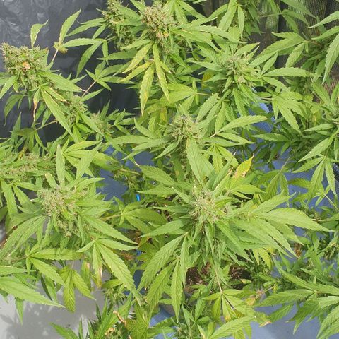 Jaks Hg growlog timeline photo
