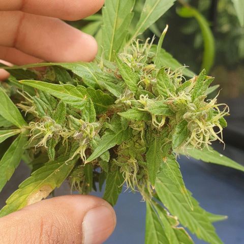 Jaks Hg growlog timeline photo